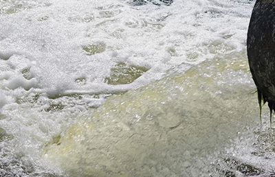 兩家企業(yè)超標(biāo)排污 被各處罰款20萬(wàn)元